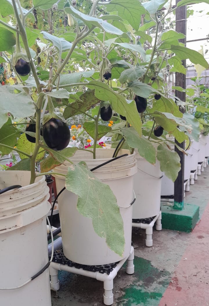 Plants and fish culture