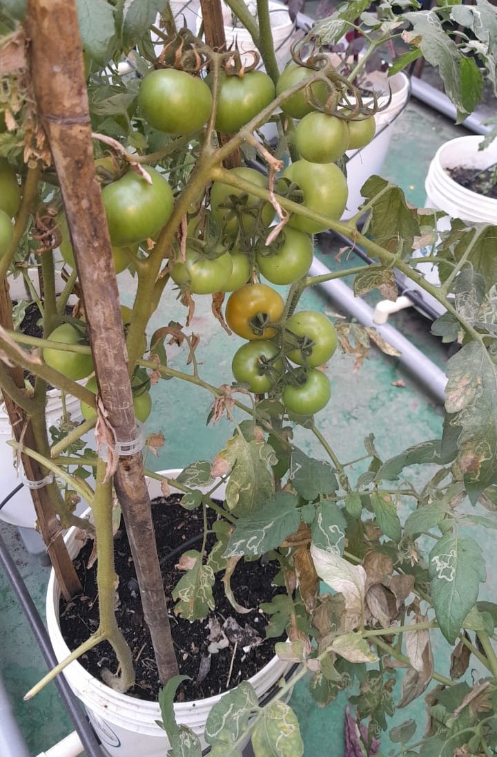 Plants and fish culture