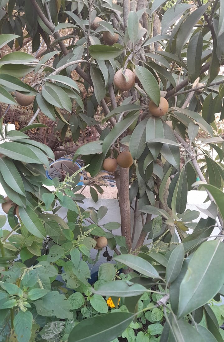 Plants and fish culture