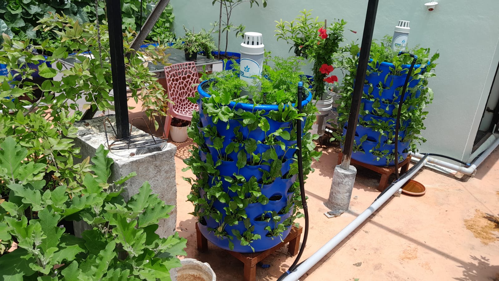 Plants and fish culture