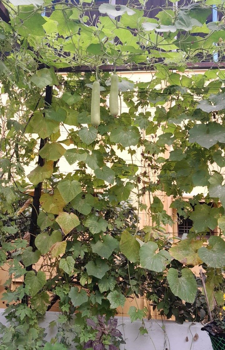 Plants and fish culture