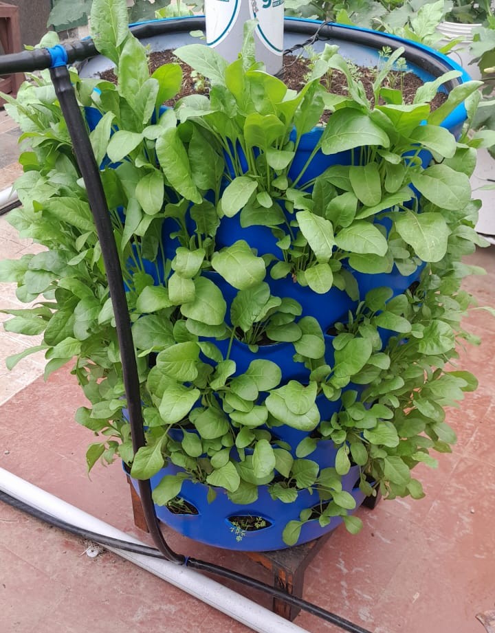 Plants and fish culture